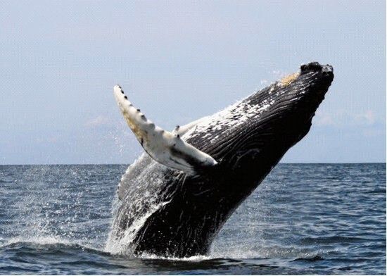 美一水上飞机险些与冒出水面鲸鱼相撞