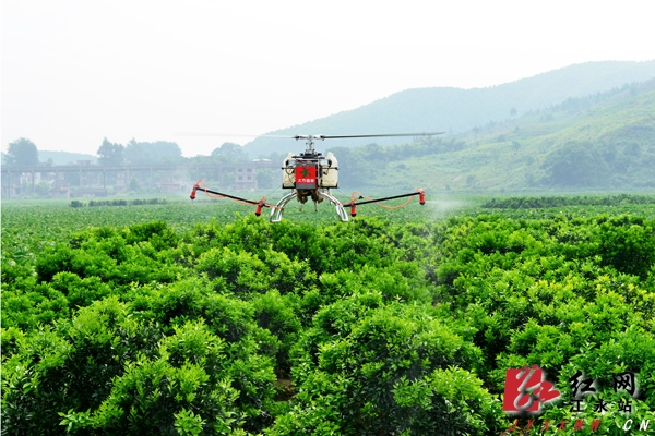 江永县开展无人飞机防治柑橘木虱施药实验